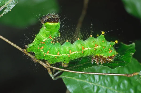 Insecte Chenille Petit Ver — Photo