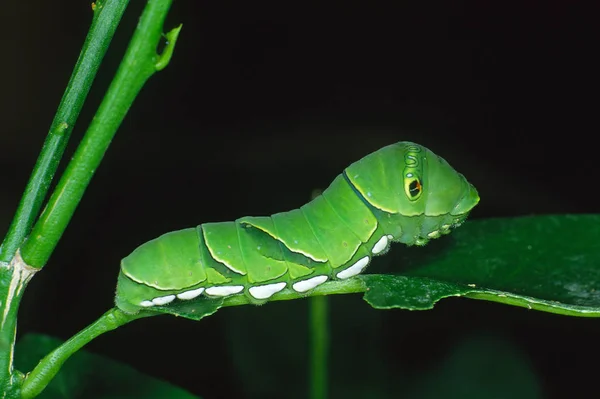 Insecto Oruga Gusano Pequeño —  Fotos de Stock