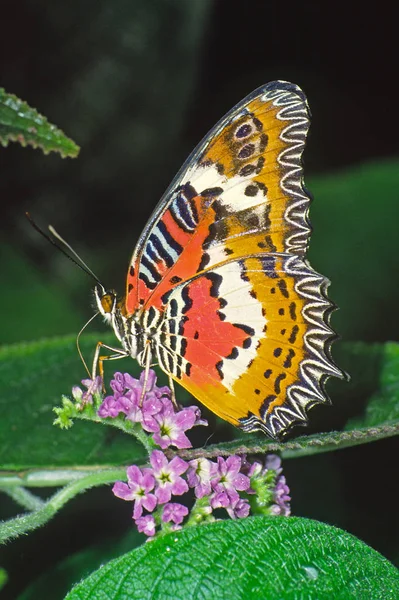 Cethosia Biblis Top Wing — Stock Photo, Image