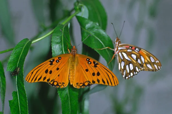 Agraulis Vanillae Dione Vanillae — Stock fotografie