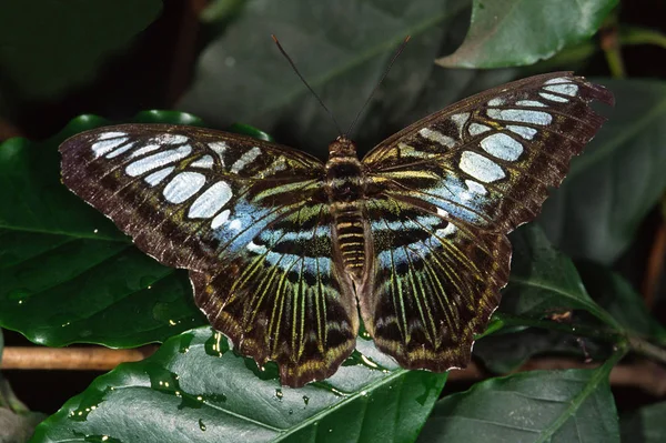 Partenos Sylvia Żeglarze Motyle Tropikalne — Zdjęcie stockowe