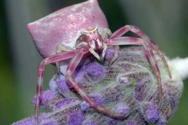 Aranha Caranguejo Vida Selvagem Insetos — Fotografia de Stock