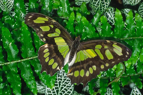 Siproeta Stelenus Зелений Тропічний Метелик — стокове фото