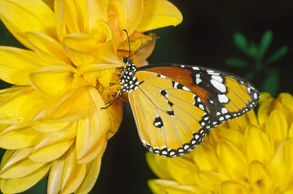 Danaus Chrysippus非洲君主 — 图库照片