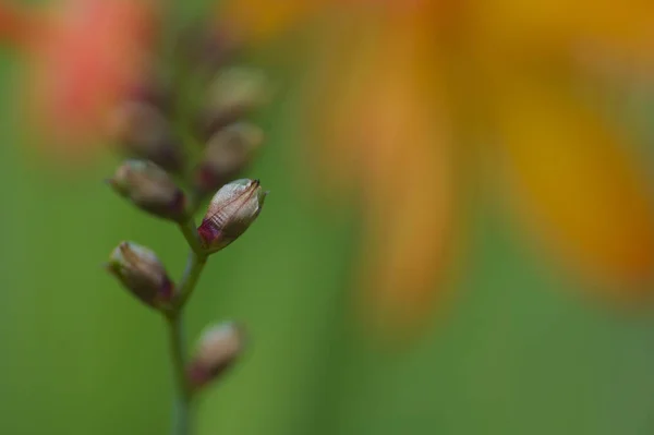 美しい植物画 自然壁紙 — ストック写真