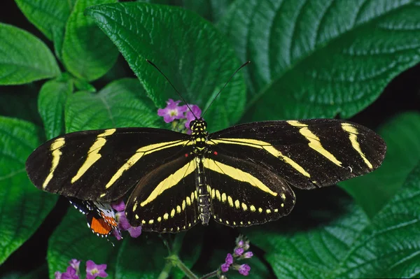 Heconius Charitonius Mariposa Cebra — Foto de Stock