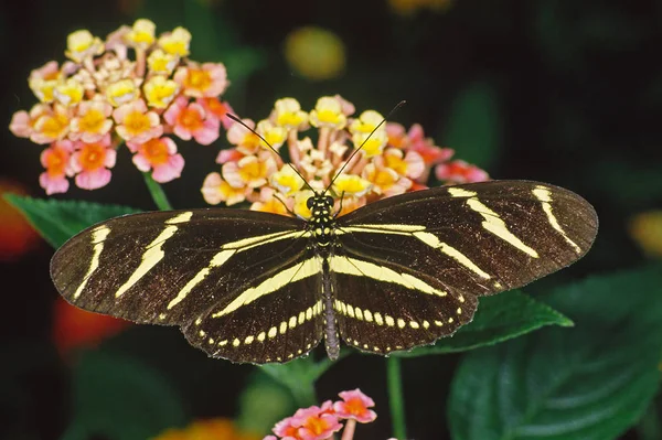 Close Butterfly Habitat Wildness Concept — Stock Photo, Image