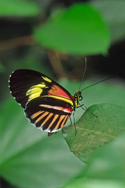 Vue Rapprochée Belle Exotique Faiblir — Photo