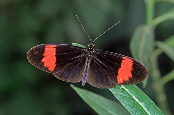 Vue Rapprochée Belle Exotique Faiblir — Photo