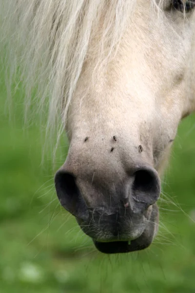 Cavalo Animal Fauna Natureza — Fotografia de Stock