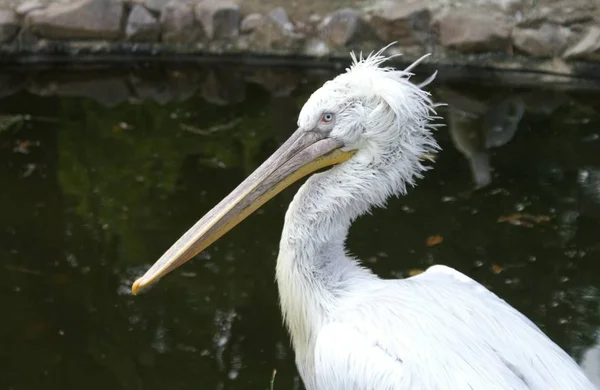 Malerischer Vogelschuss Der Outdoor Szene — Stockfoto