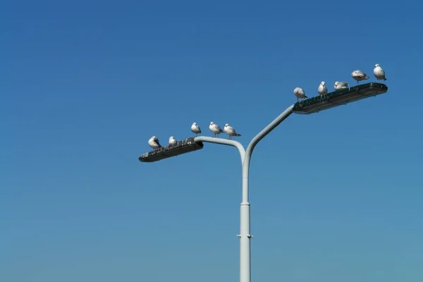 Schilderachtig Uitzicht Prachtige Meeuwen Vogels — Stockfoto