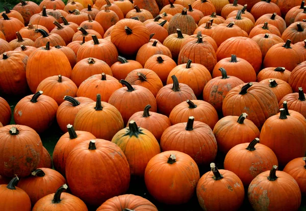 Autumn Harvest Selective Focus — Stock Photo, Image