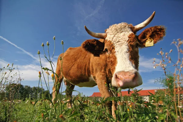 Krowy Naturalnym Krajobrazie Selektywne Ukierunkowanie — Zdjęcie stockowe