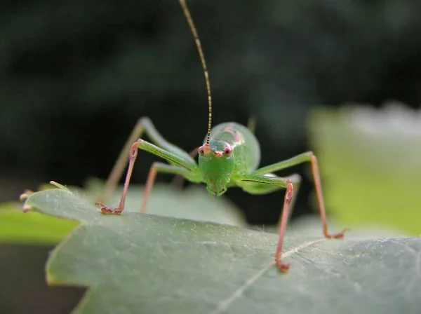 Closeup View Little Grasshopper Insect — Stock Photo, Image