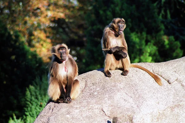 Primer Plano Los Animales Zoológico — Foto de Stock