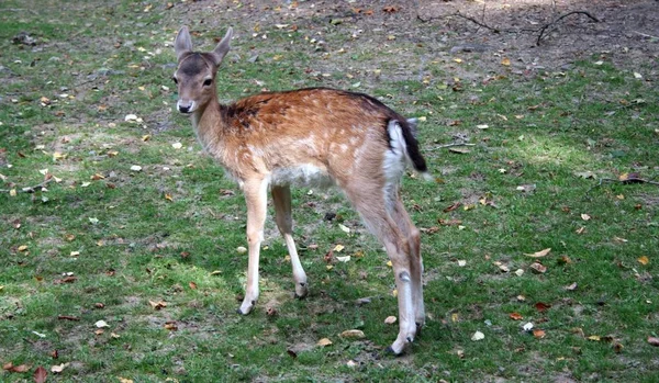 Jungtiere Selektiver Fokus — Stockfoto