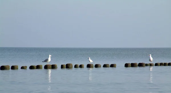 Vista Panorâmica Belas Gaivotas Pássaros — Fotografia de Stock