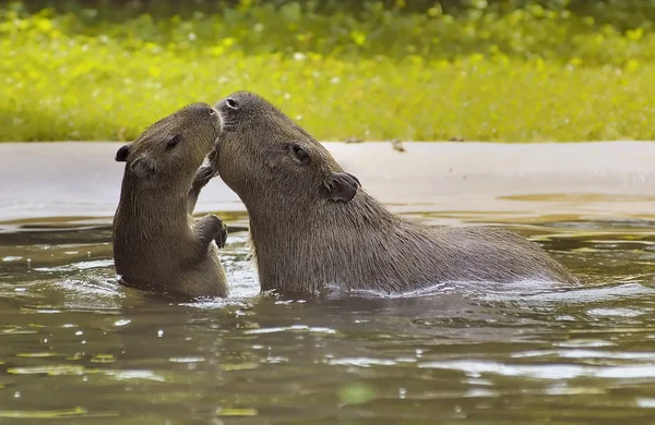 Capybaras Juego —  Fotos de Stock