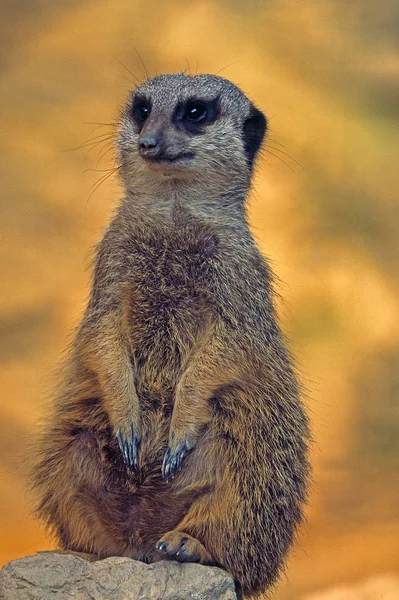 Meerkat Suricado Animal Natureza — Fotografia de Stock
