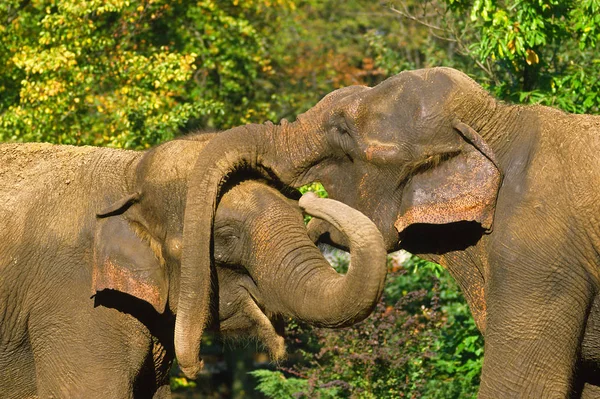 Pareja Elefante Susurro Decir — Foto de Stock