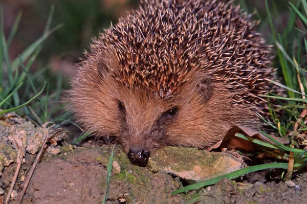 Hedgehog Animal Agulhas Espinhosas — Fotografia de Stock