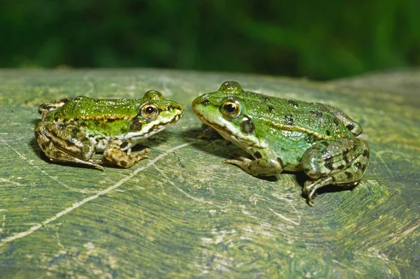 Essbarer Frosch Rana Esculenta — Stockfoto