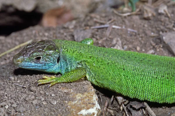 Primo Piano Della Lucertola Habitat Concetto Natura Selvaggia — Foto Stock