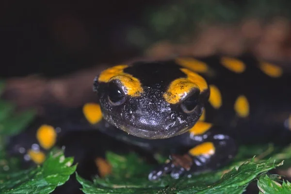 Salamandra Animal Lagarto Répteis — Fotografia de Stock