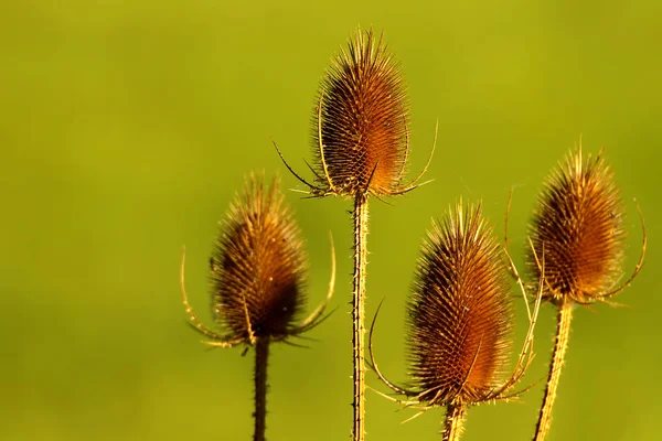 Plant Vinden Warmere Gebieden Met Name Overstromingsvlakten Oevers Wegen Weiden — Stockfoto