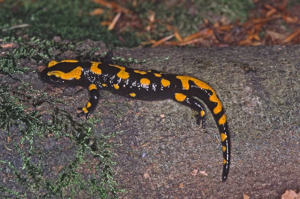 Salamandra Animal Lagarto Répteis — Fotografia de Stock
