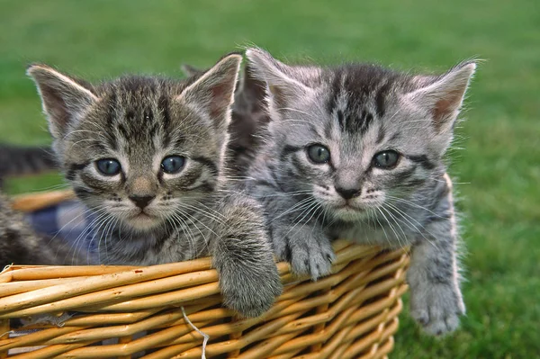 Young Domestic Cats Baby Animals — Stock Photo, Image