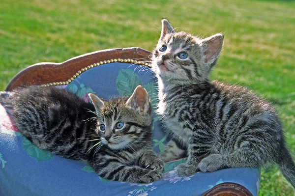 Genç Evcil Kediler Hayvan Çocuklar — Stok fotoğraf