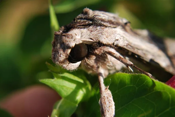 Detailní Pohled Krásné Barevné Motýla — Stock fotografie