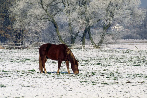 Animal Caballo Mamífero Equino — Foto de Stock