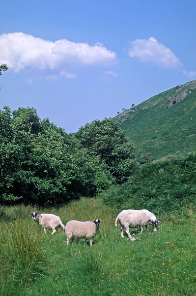 Moutons Moutons Noirs Écossais — Photo