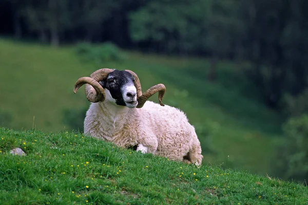 Ram Glen Nevis Scotland Scotland — Foto de Stock