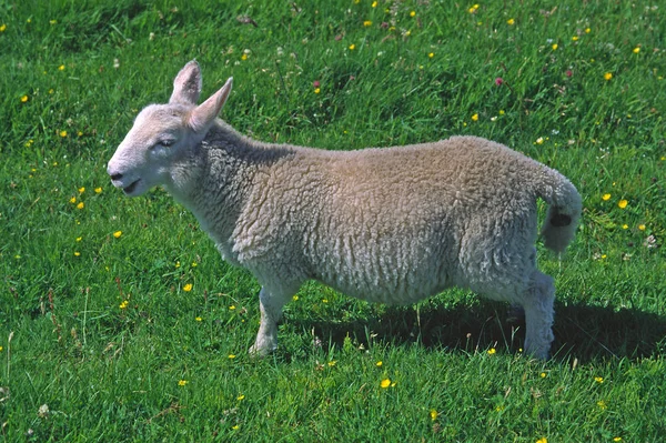 Jeune Mouton Dans Prairie — Photo