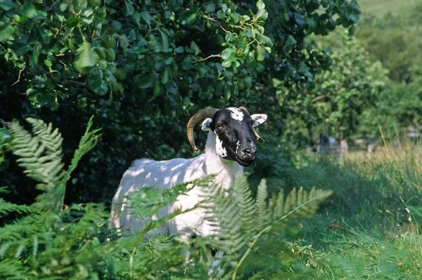 Haustiere Auf Der Weide — Stockfoto