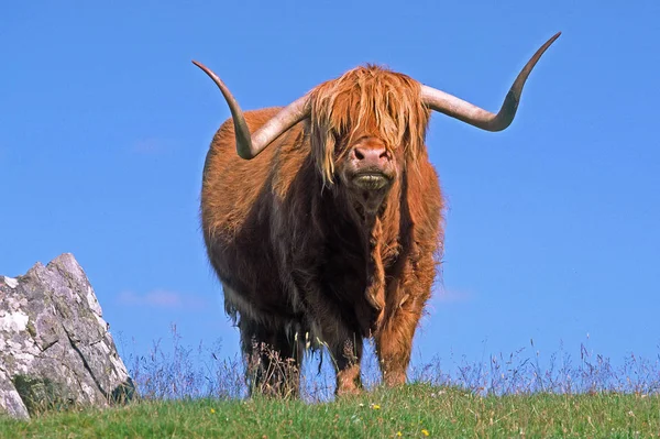 Skót Hegyvidéki Bika Bos Taurus — Stock Fotó