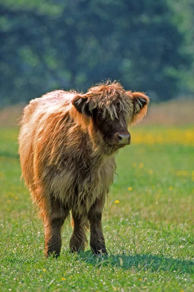 Scottish Highland Gado Criança Animal — Fotografia de Stock