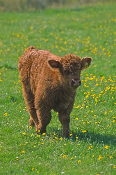 Highland Cattle Highland Cattle Tierkinder — Stock Photo, Image