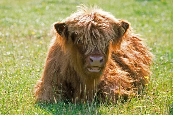 Young Animals Selective Focus — Stock Photo, Image