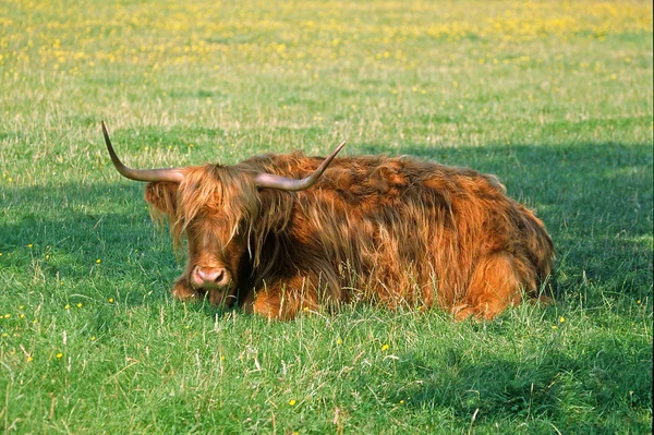 Pecuária Highland Animais Selvagens — Fotografia de Stock