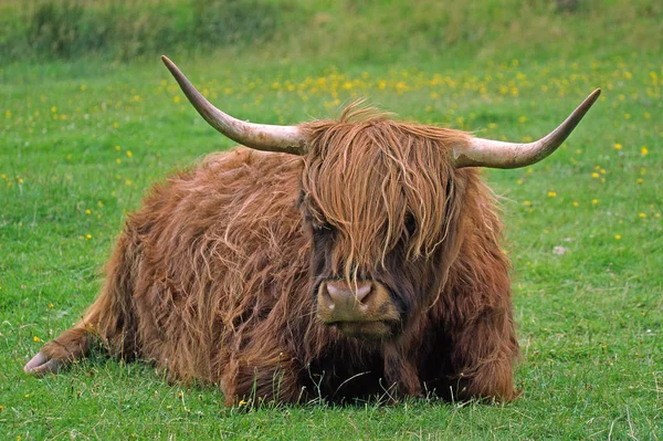 Highland Cattle Highland Cattle — Stock Photo, Image
