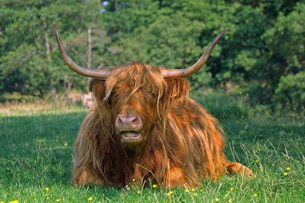 Scottish Highland Cattle Glen Nevis — Stock Photo, Image