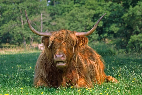 Bovins Écossais Des Hautes Terres Glen Nevis — Photo