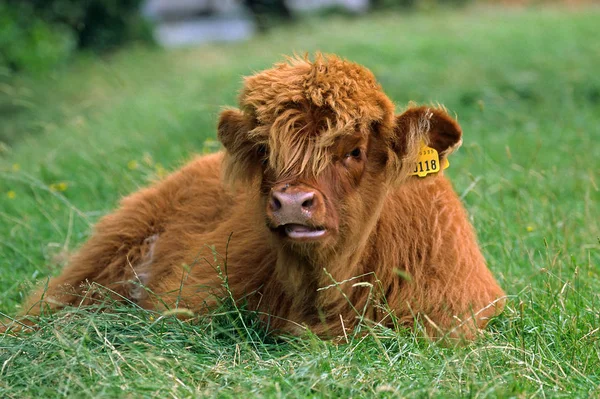 Scottish Highland Cattle Animal Child — 스톡 사진