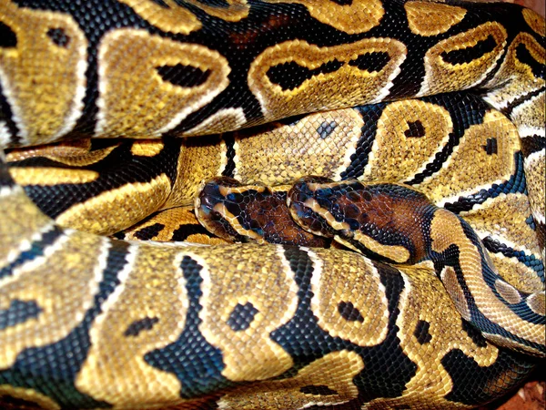 Vista Majestosa Serpente Python Selvagem — Fotografia de Stock