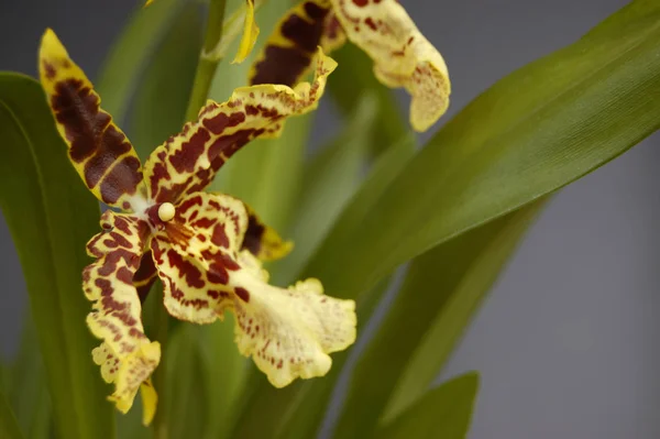 También Los Orquídeas Pueden Ser Reconfortantes — Foto de Stock